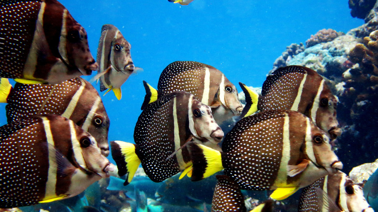 Poisson perroquet parmi d'autres espèces plongée sous-marine dans le parc national des Samoa américaines