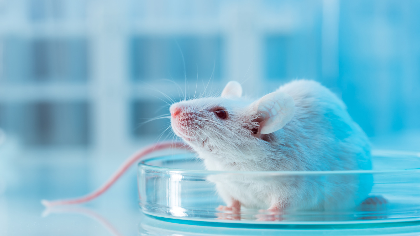 Voici pourquoi les scientifiques utilisent des souris pour faire des expériences