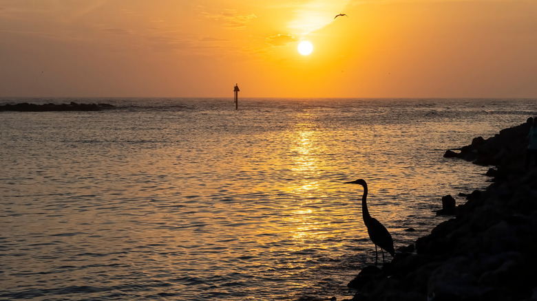 Un héron regarde le coucher de soleil de Nokomis sur l'eau