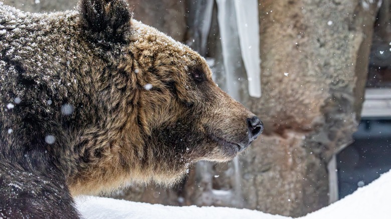 Ours brun neige profil latéral Hokkaido