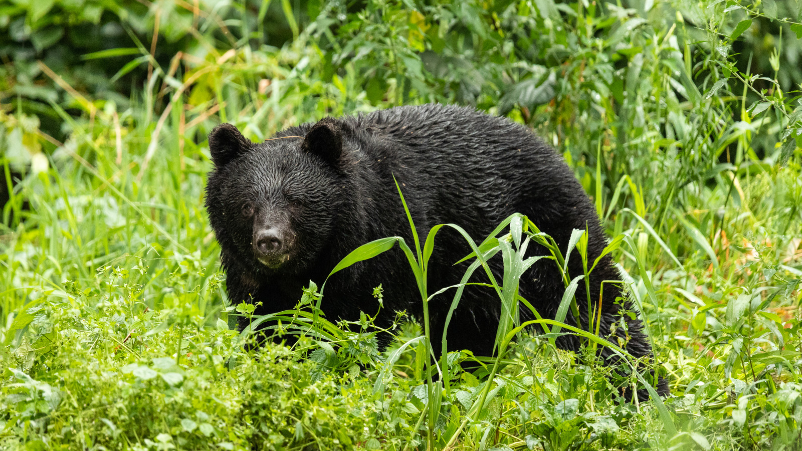 Ce qu'il faut savoir sur les rencontres mortelles avec la faune au Japon avant de planifier des aventures en plein air