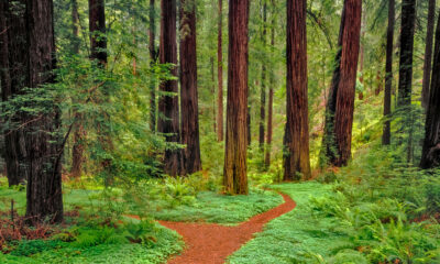Ce parc d'État de Californie propose un camping pittoresque entouré de magnifiques séquoias