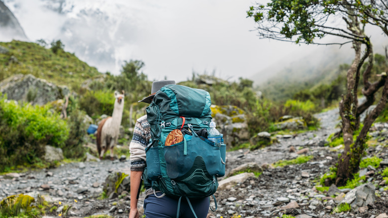 Un routard en randonnée avec des lamas sur un sentier rocheux