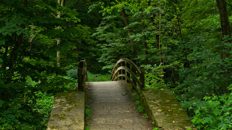 pont en bois dans le parc du parc national Mississippi Palisades