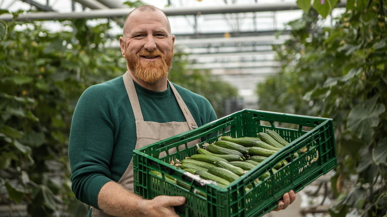 Producteur de concombre tenant un bac de concombres, souriant, debout devant une serre pleine de plantes
