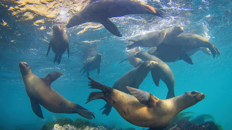 Lions de mer de Californie dansant dans les eaux du parc national des îles Anglo-Normandes