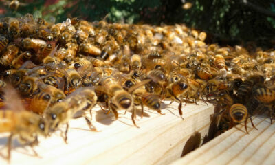 La raison bouleversante pour laquelle vous voudrez peut-être éviter le zoo de Bee City en Caroline du Sud