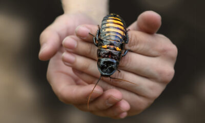 La fascinante raison pour laquelle les scientifiques donnent aux cafards de minuscules sacs à dos high-tech