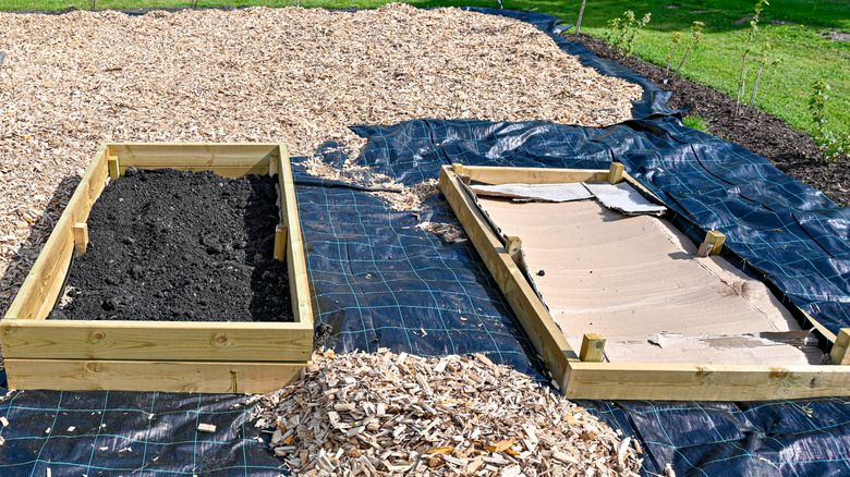 Deux plates-bandes, une en terre noire et une recouverte de carton, entourée de paillis de bois