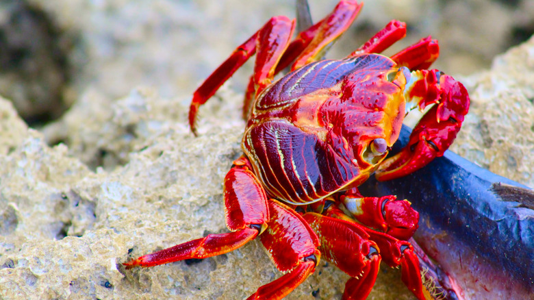 Un crabe rouge vif se faufile sur le sable