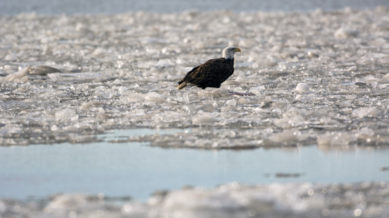 Pygargue à tête blanche pêchant le long de la partie gelée de la rivière Missouri
