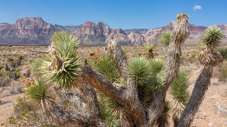 Arbre de Josué avec vue panoramique sur les sommets calcaires
