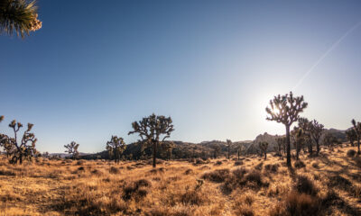 Des sentiers de randonnée pittoresques et du camping vous attendent dans l'une des plus grandes forêts de Joshua Tree au monde