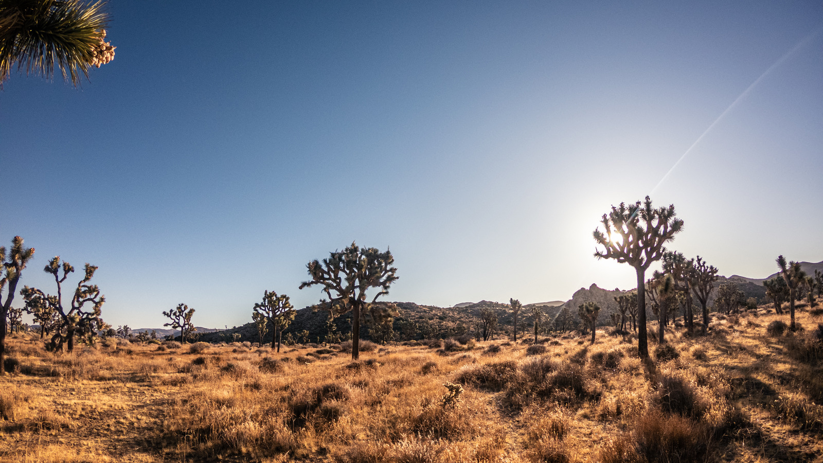 Des sentiers de randonnée pittoresques et du camping vous attendent dans l'une des plus grandes forêts de Joshua Tree au monde