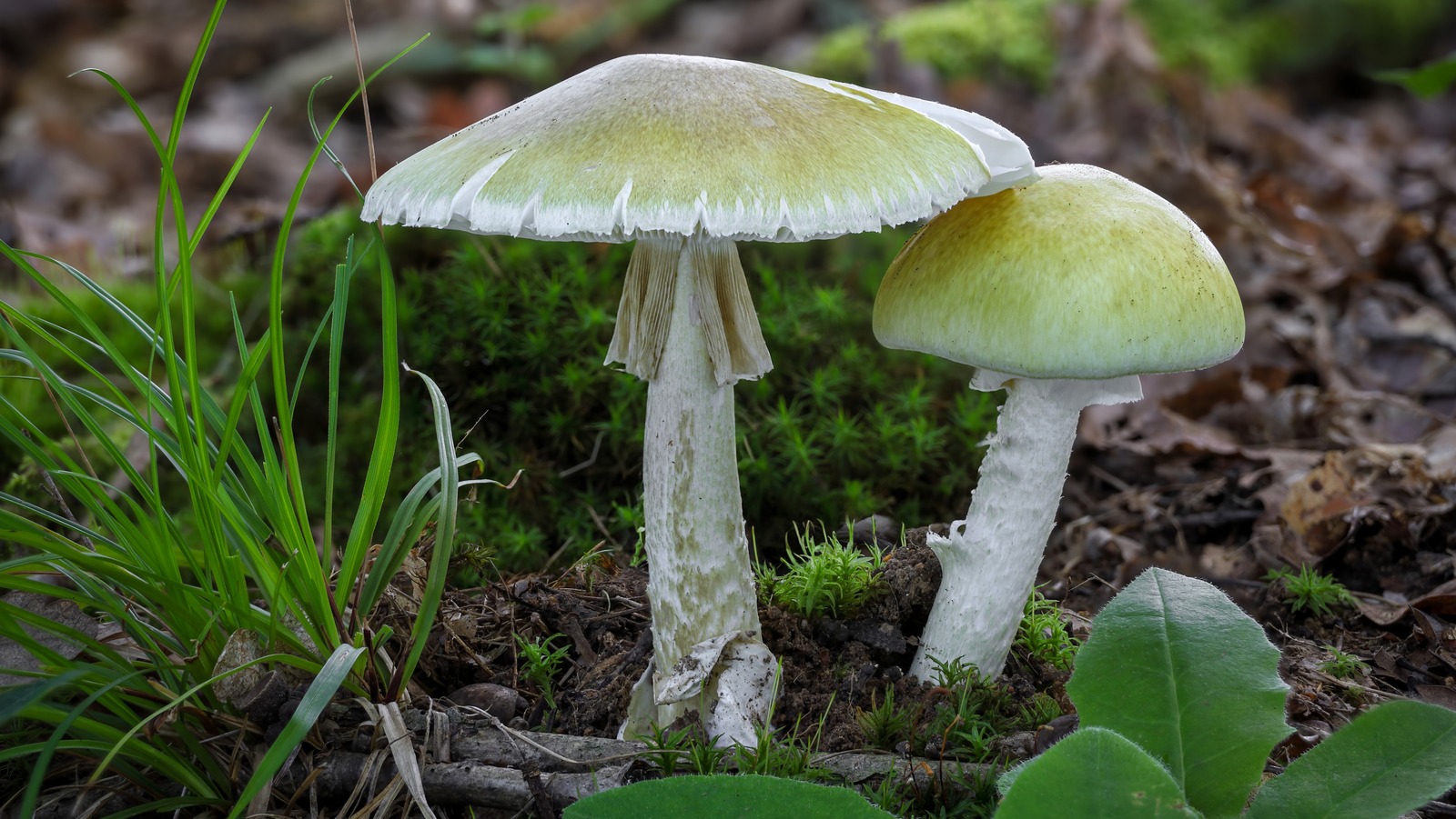 L'épidémie mortelle de champignons en Californie est liée à 3 décès