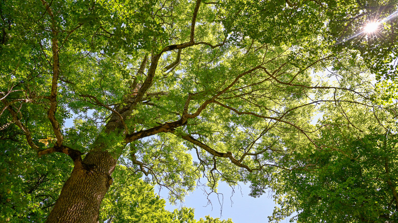 la lumière du soleil à travers la canopée d'un frêne