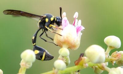 Les scientifiques relâchent des guêpes dans les forêts américaines – voici pourquoi