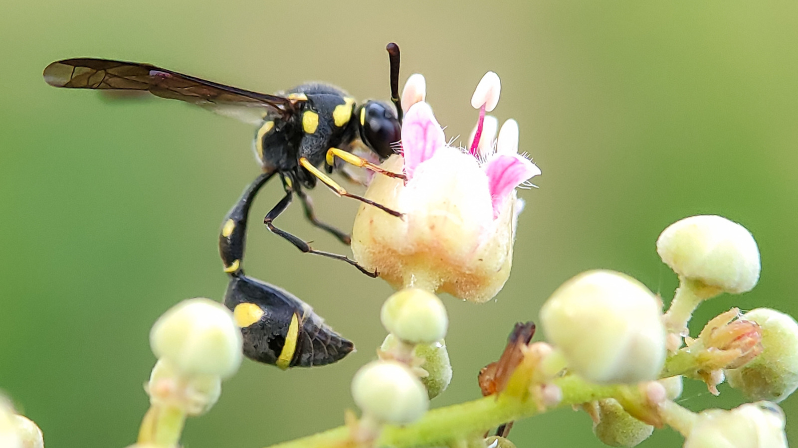 Les scientifiques relâchent des guêpes dans les forêts américaines – voici pourquoi