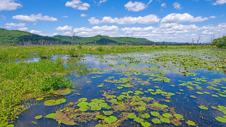 Les zones humides le long du fleuve Mississippi dans la réserve faunique nationale Trempealeau.