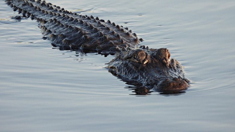 Alligator américain flottant à la surface de l'eau