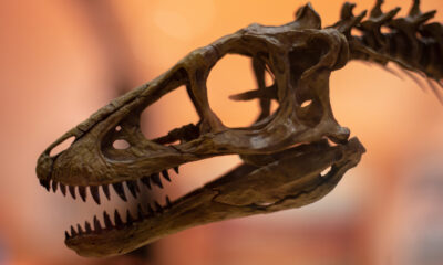 La raison inattendue pour laquelle les crânes de dinosaures avaient ces trous bizarres