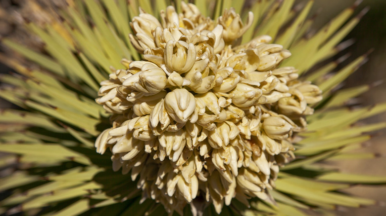 grappe de fleurs jaunâtres de l'arbre de Josué