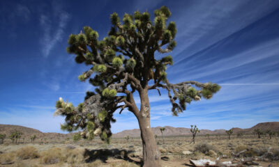 Les scientifiques ne croient pas vraiment à ce qui est arrivé aux Joshua Trees de Californie