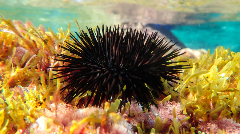 Oursin noir sous l'eau avec du corail autour