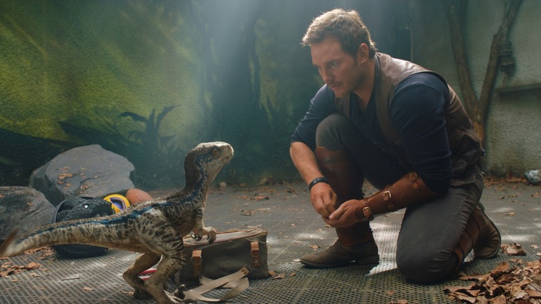 Chris Pratt dans le rôle d'Owen Grady travaillant avec Baby Blue dans Jurassic World : Fallen Kingdom