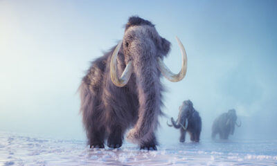 Les scientifiques ont-ils réellement découvert la durée de vie moyenne d’un mammouth laineux ?