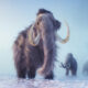 Les scientifiques ont-ils réellement découvert la durée de vie moyenne d’un mammouth laineux ?