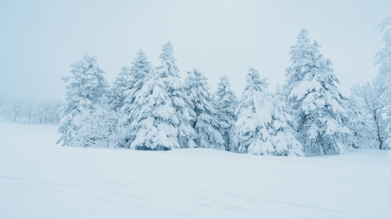 fortes chutes de neige sur les arbres paysage d'hiver