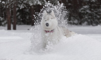 La science cool derrière la neige moelleuse