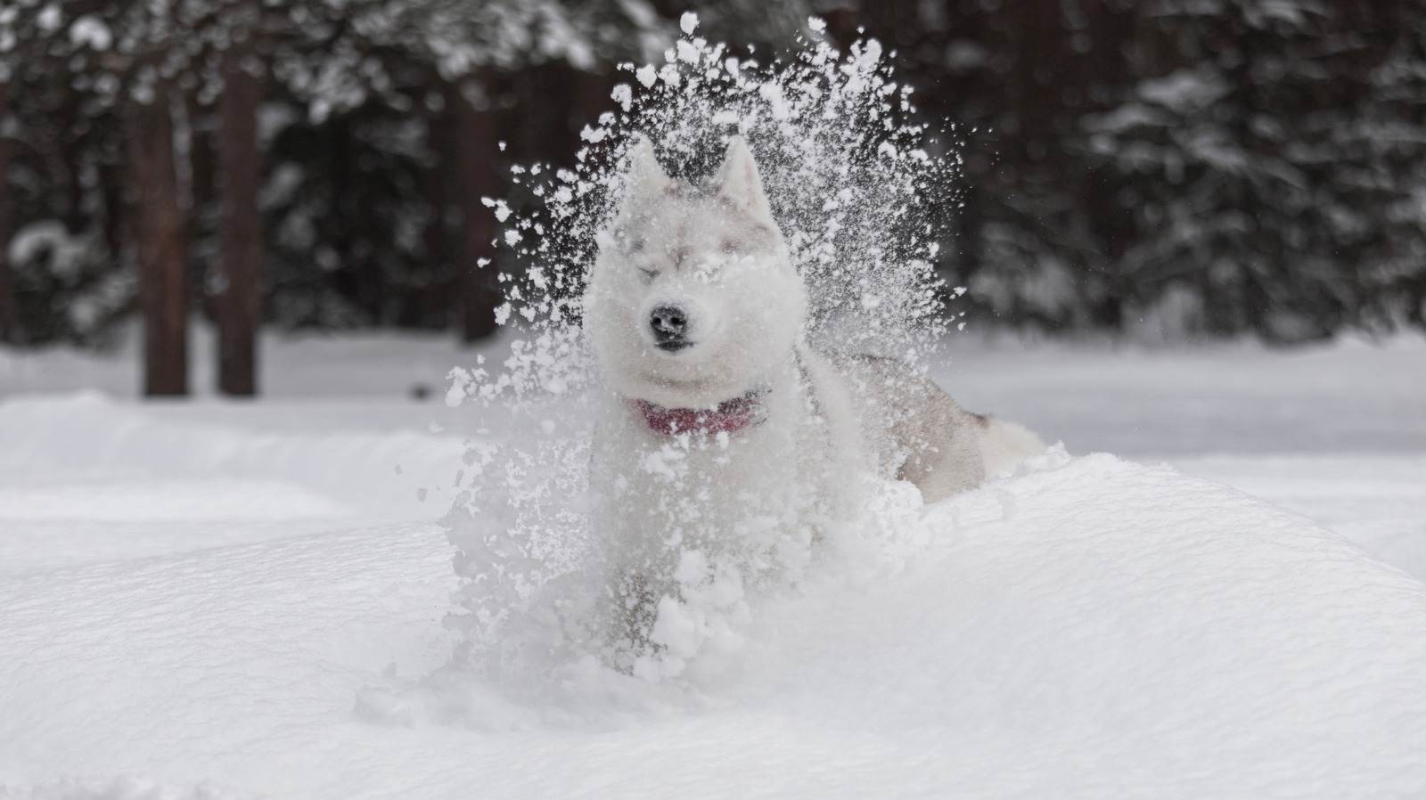 La science cool derrière la neige moelleuse