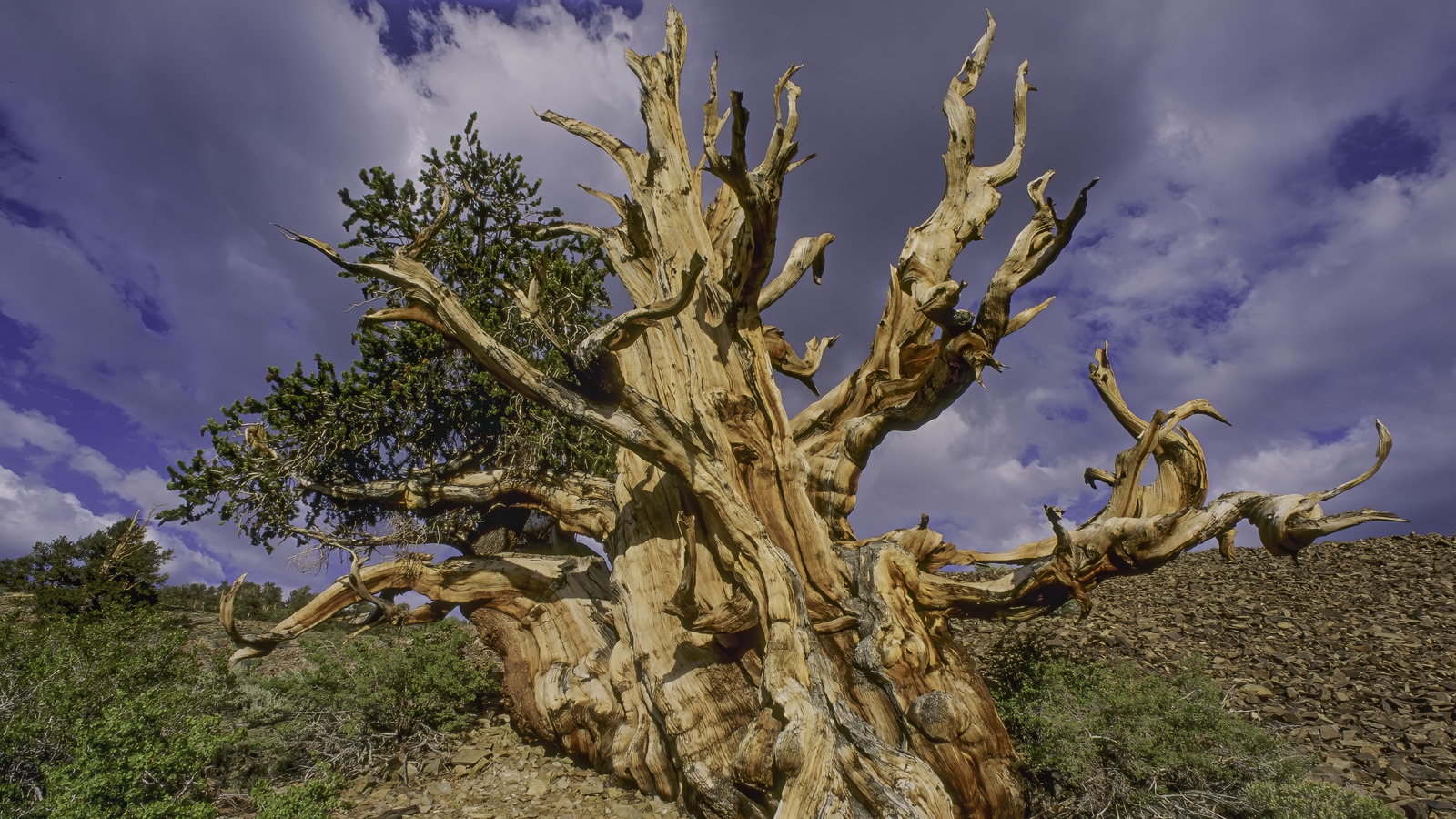Comment un scientifique a accidentellement tué un arbre vieux de 5 000 ans