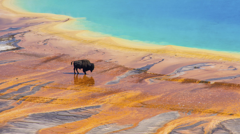 Sources chaudes de Yellowstone et bisons