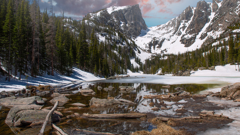 Forêt de montagne du parc national des Montagnes Rocheuses