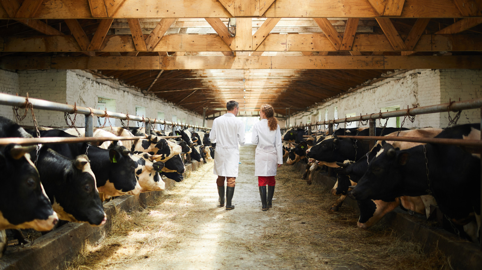Une des principales raisons pour lesquelles les scientifiques veulent cloner des vaches