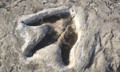 Le plus grand site d'empreintes de dinosaures au Royaume-Uni a été découvert par accident