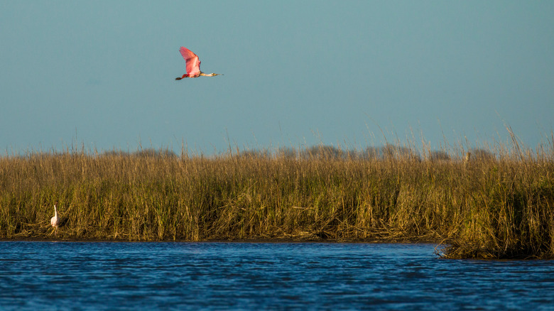 Spatule roseatte survolant mars sur la côte du golfe du Texas
