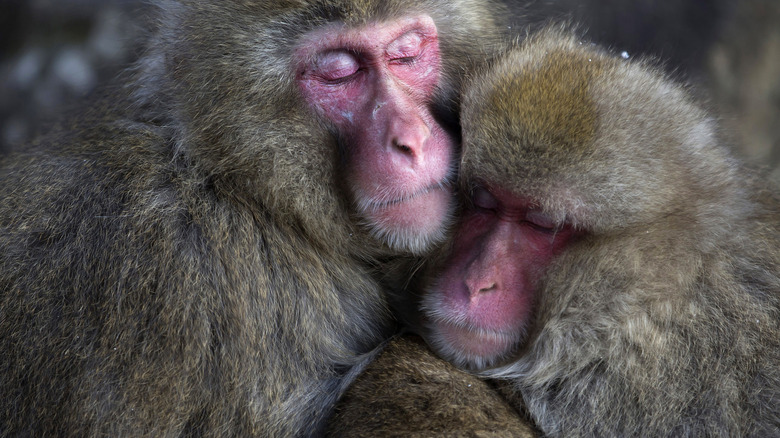 deux macaques japonais dormant ensemble