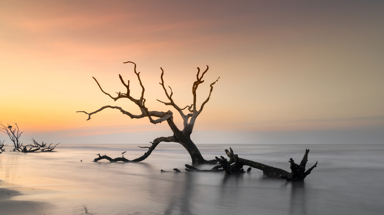Un arbre blanchi par le soleil se trouve sur la rive de Boneyard Beach