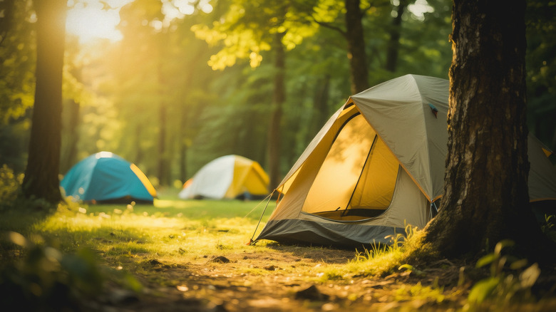 Tentes de camping dans une forêt baignée de soleil