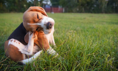 Pourquoi vous ne pouvez jamais gratter cette démangeaison, selon la science