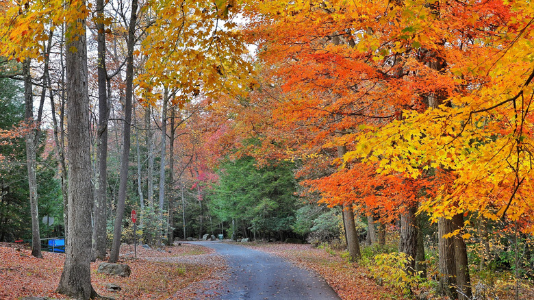 Le feuillage d'automne à son meilleur vu depuis un sentier de Coopers Rock