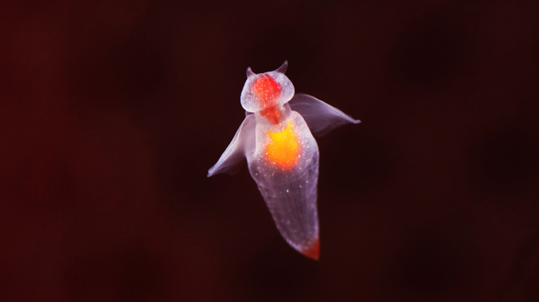 Gros plan d'un ange de mer (Clione limacina)