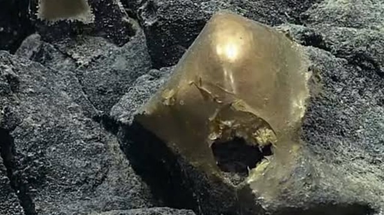 Gros plan d’un étrange orbe doré non identifié capturé par NOAA Ocean Exploration