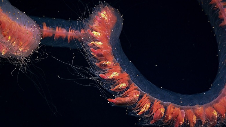 Gros plan d'un siphonophore géant dans l'océan Pacifique