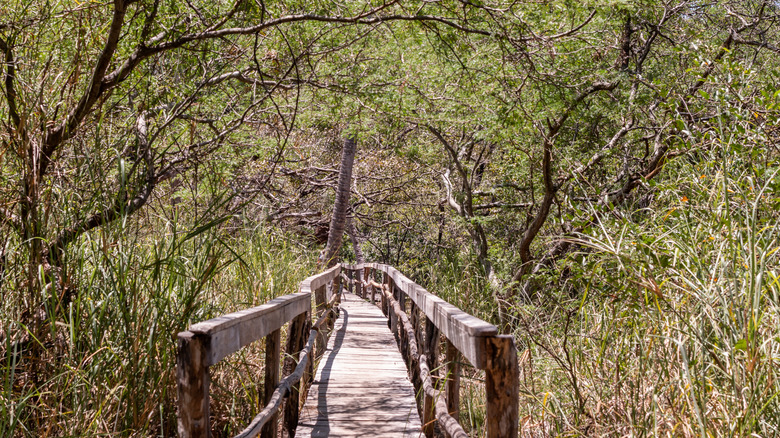 Un pont en bois à travers une forêt de mangroves dans la réserve faunique de Curu
