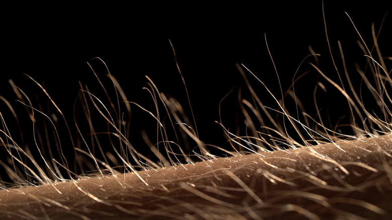 Un gros plan de la chair de poule et des cheveux debout sur la peau.